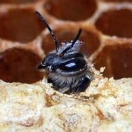 honeybee scat|Mischievous proliferous: the scoop on bee poop .